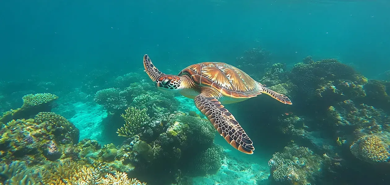 Sea turtle swims above coral reef in clear blue water. Oberoi, Bali
