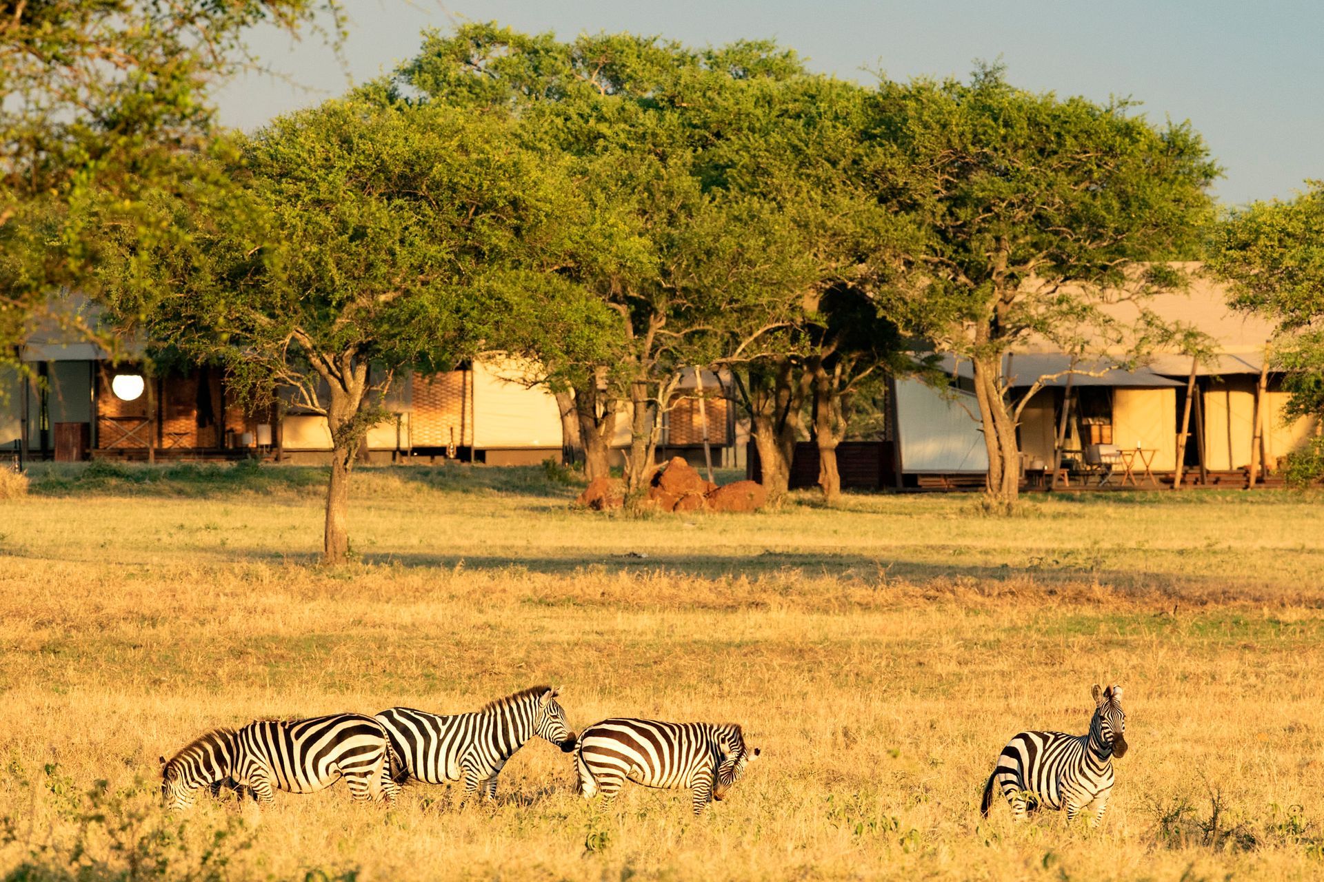 Luxury Safaris to the Sinaita Sabora Tended Camp
