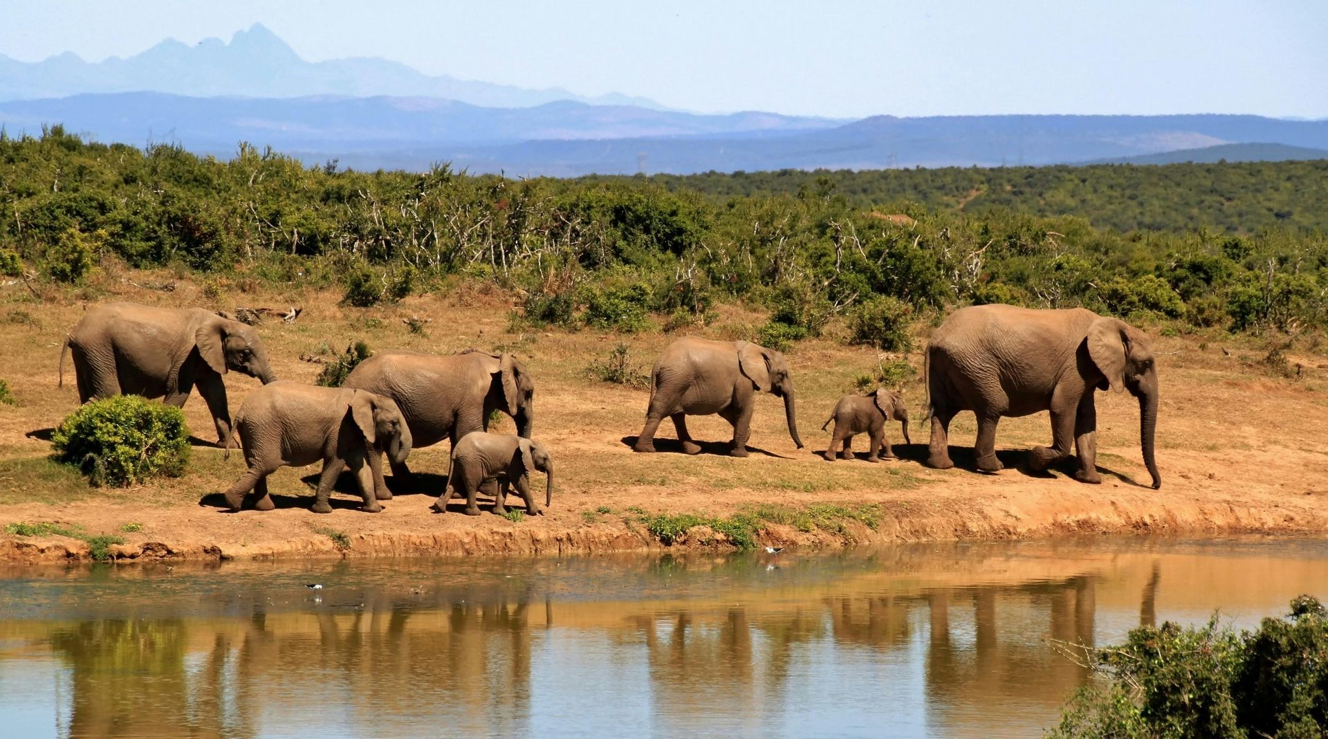 Herd of elephants near a watering hole in an African savanna, with mountain in the background.