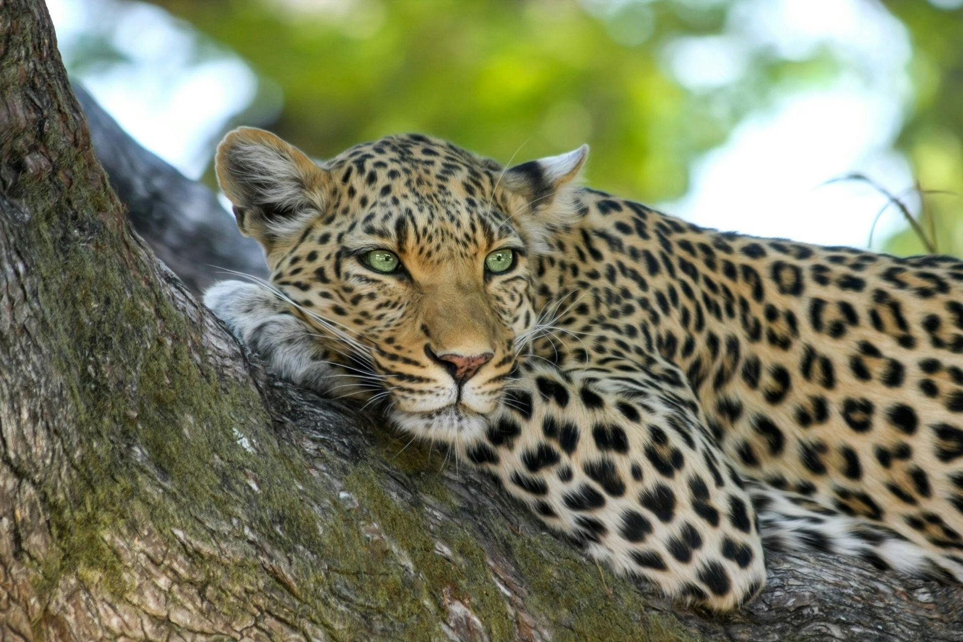 Leopard with green eyes rests on a tree branch, looking down; spotted coat, tan face, green foliage in background.