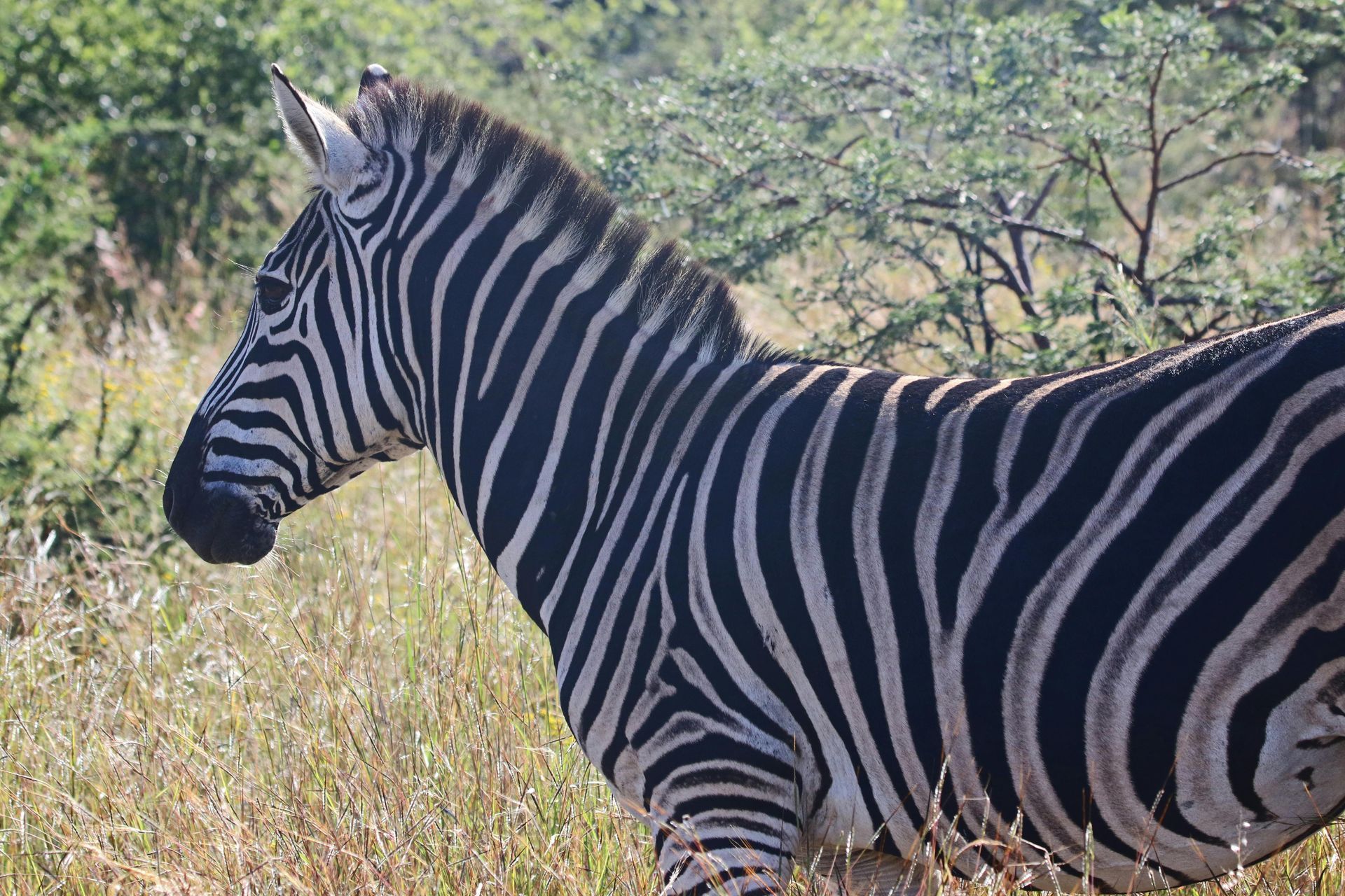 Tswalu Kalahari