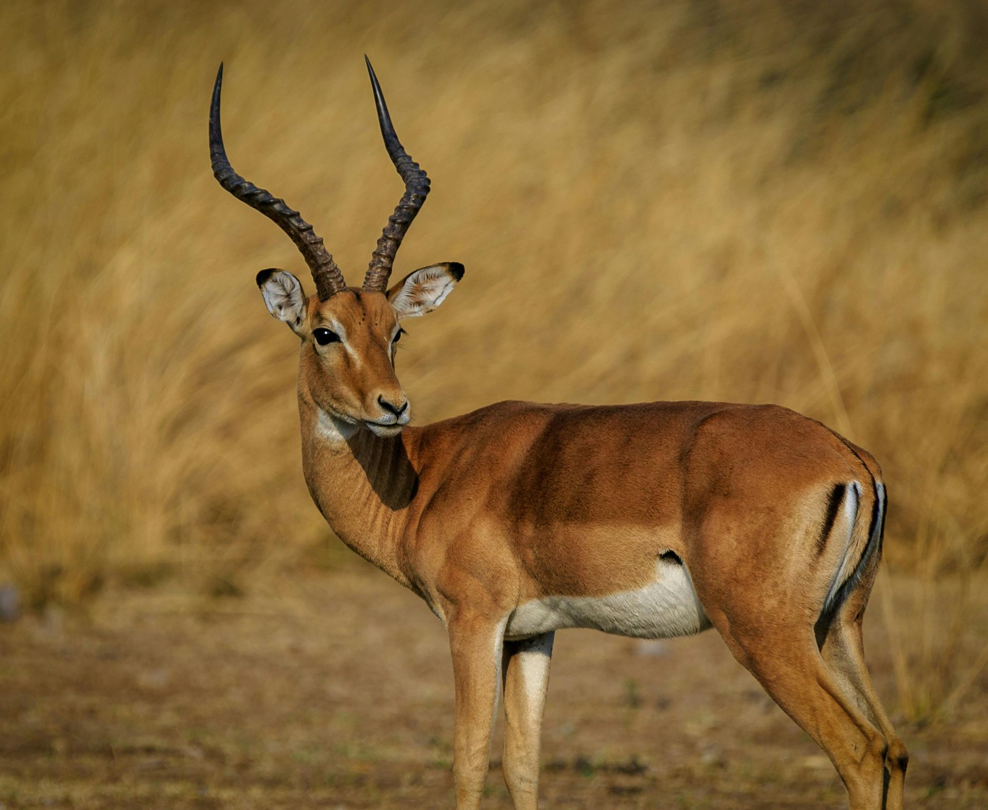 Impala with long, curved horns stands alert in a grassy field. Brown fur, attentive gaze.