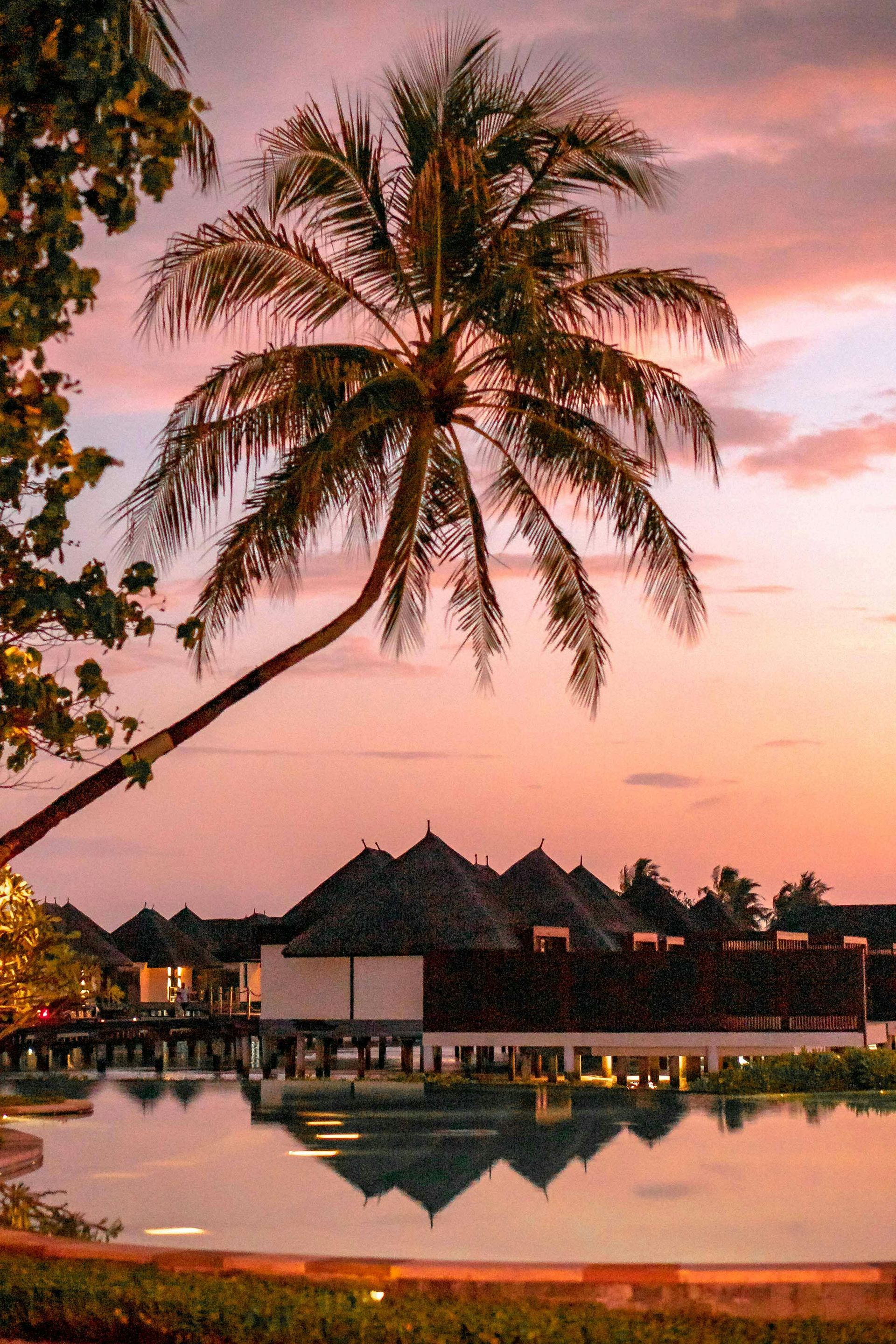 Palm tree silhouetted against a sunset sky over water villas in a tropical setting.