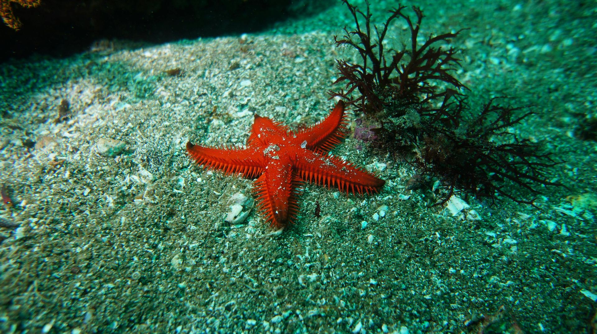 Red starfish on sandy ocean floor next to dark seaweed.