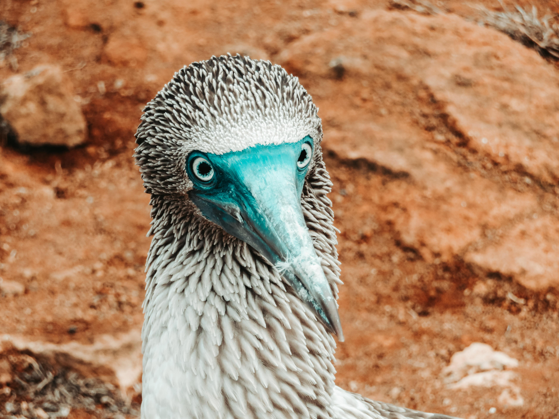 Blue-footed booby up close with piercing blue eyes and turquoise beak, against an earth-toned backdrop.