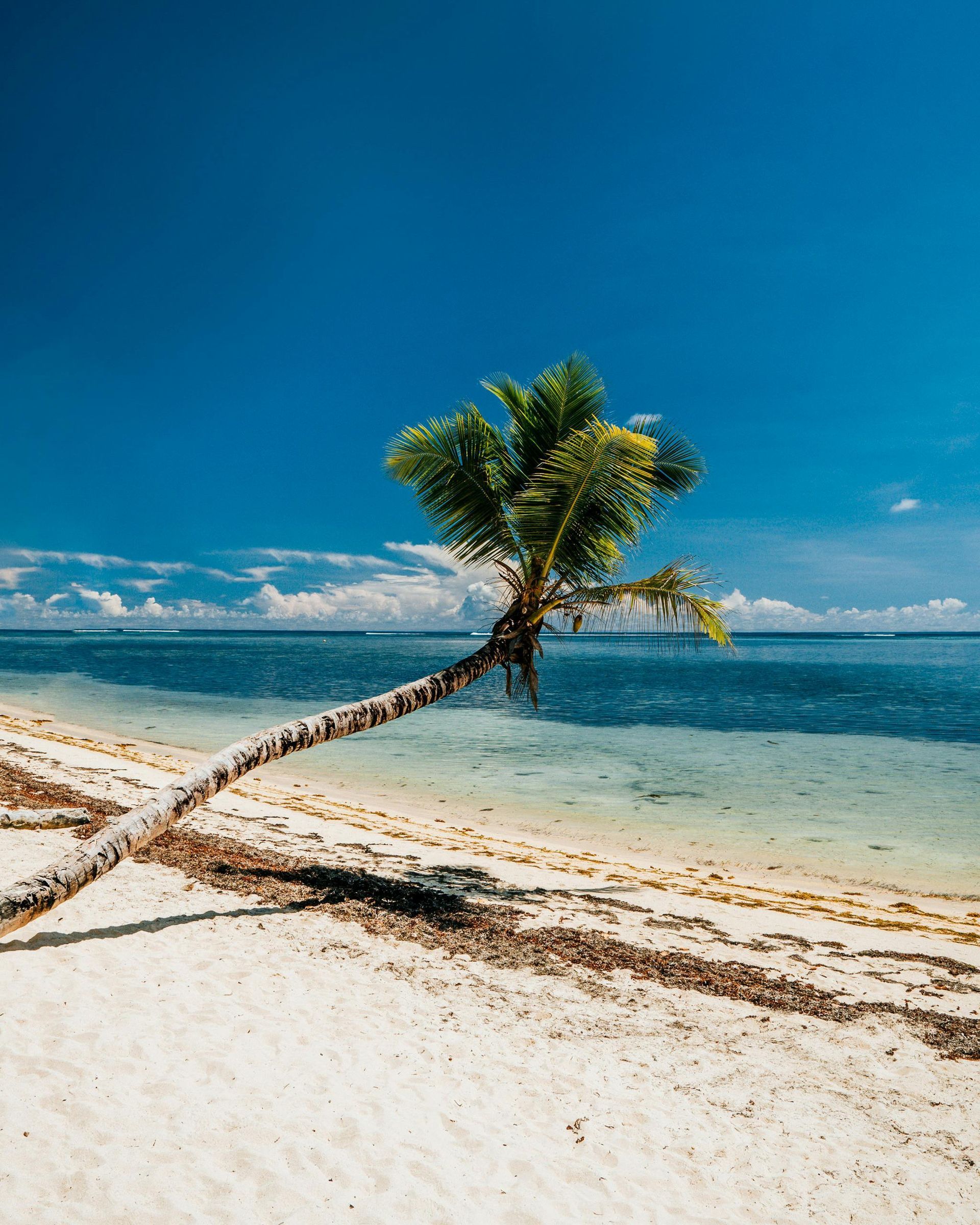 Palm tree leaning over a white sandy beach into clear blue ocean under a bright blue sky. Seychelles