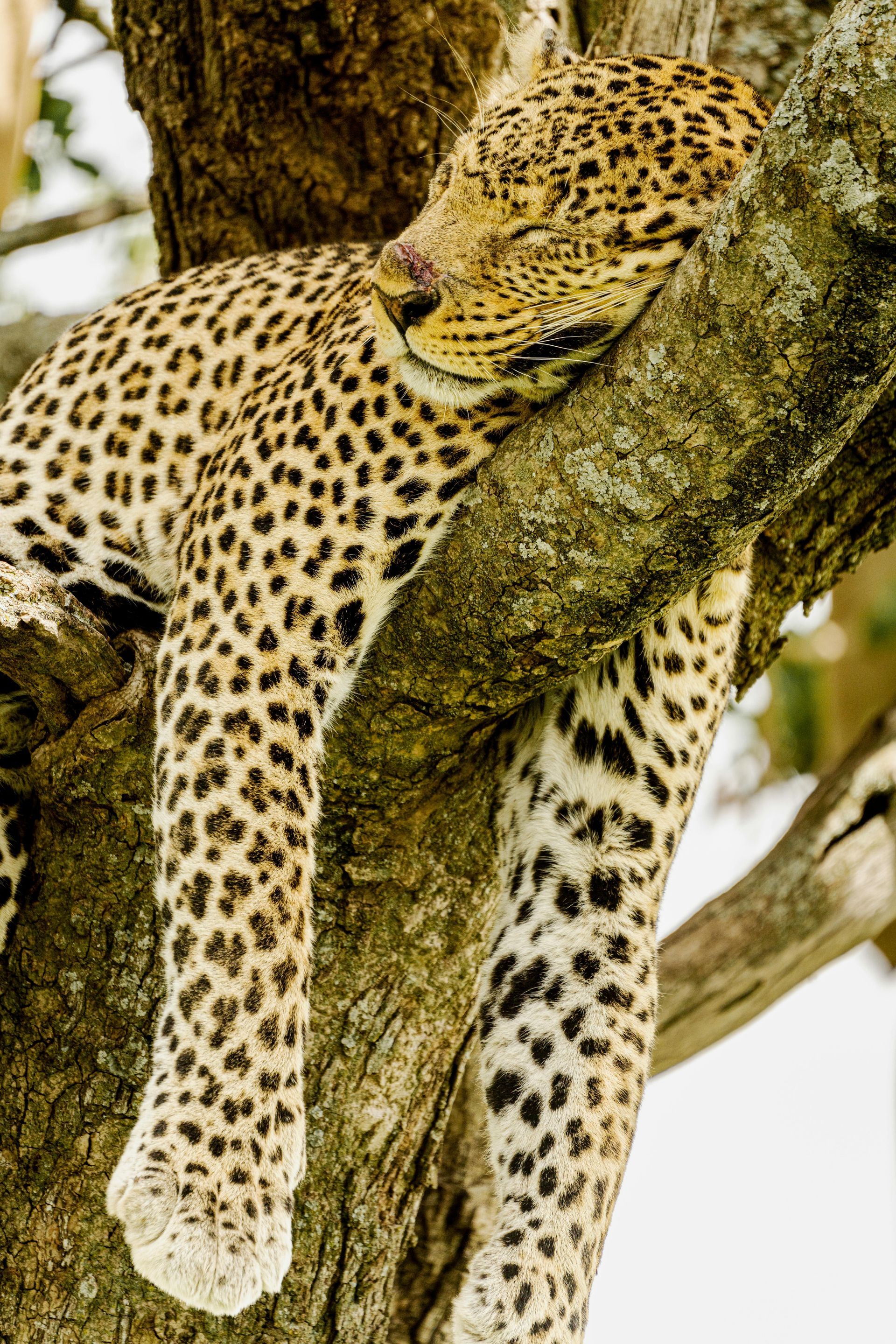 Leopard sleeping on a tree branch, spotted fur, head resting, limbs dangling.  Kenya’s Masai Mara 