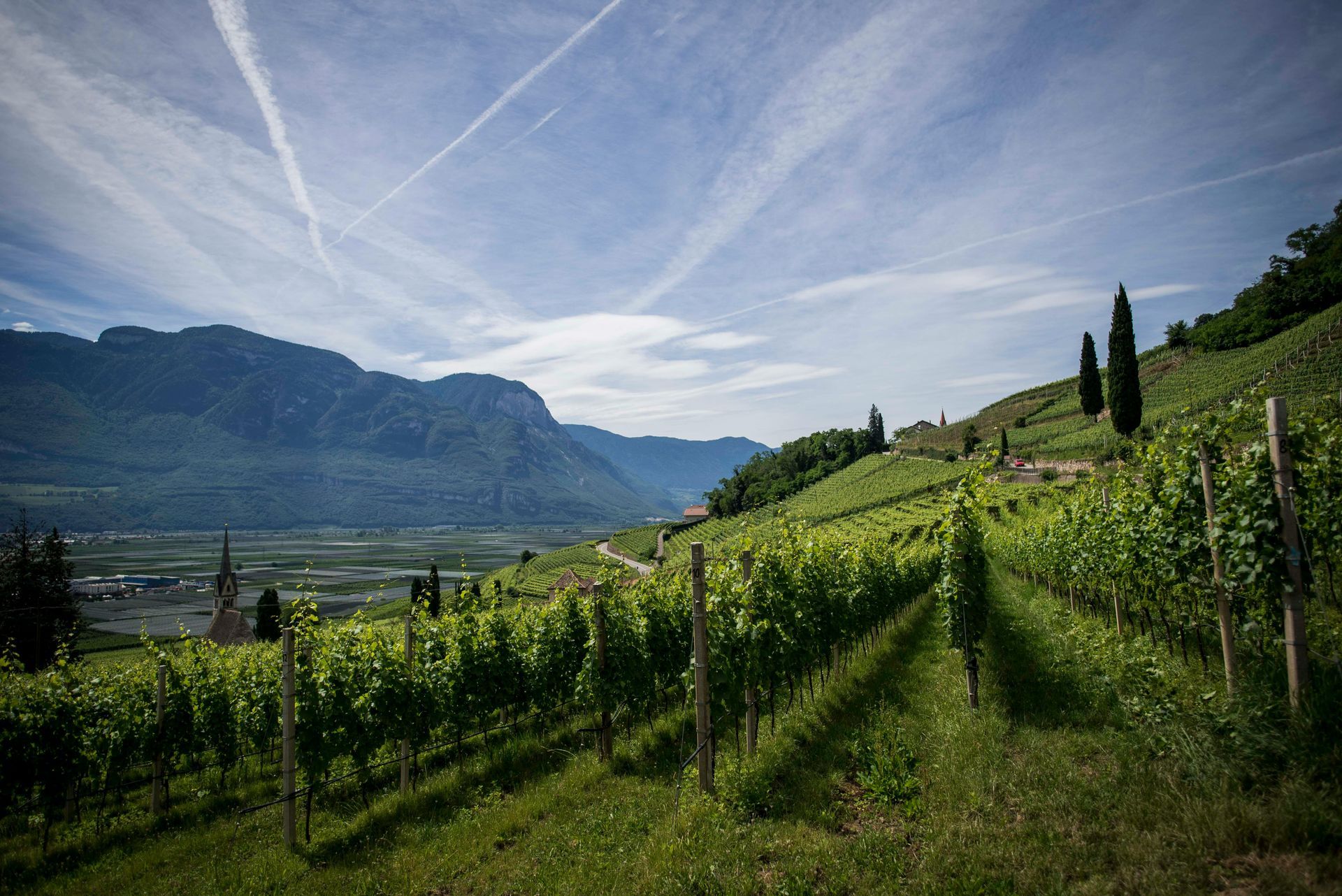 Vineyard rows on a sunlit hillside overlooking a valley and distant mountains under a blue sky with thin clouds.