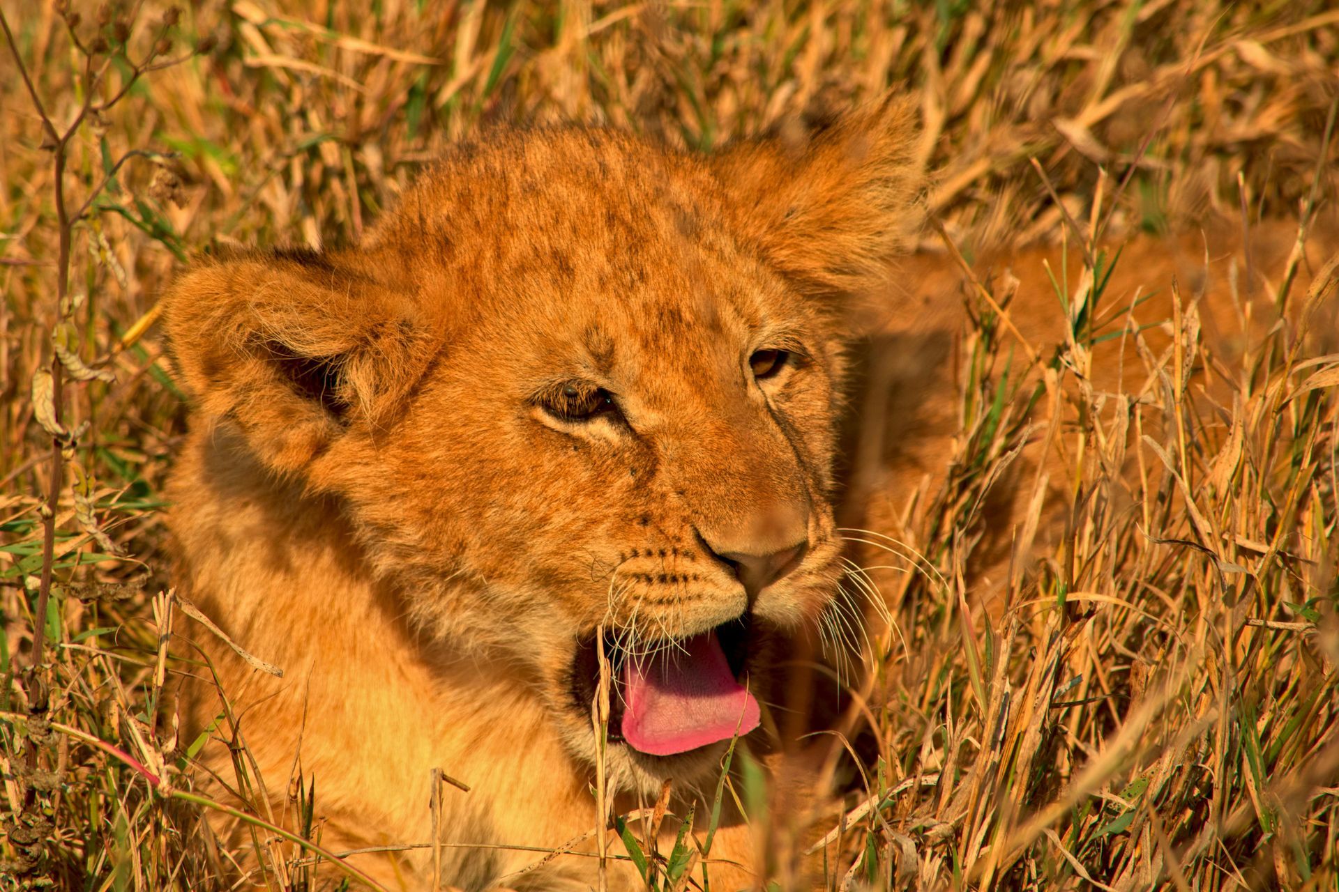 Lion cub resting in tall, dry grass; reddish-brown fur, pink tongue, open mouth.