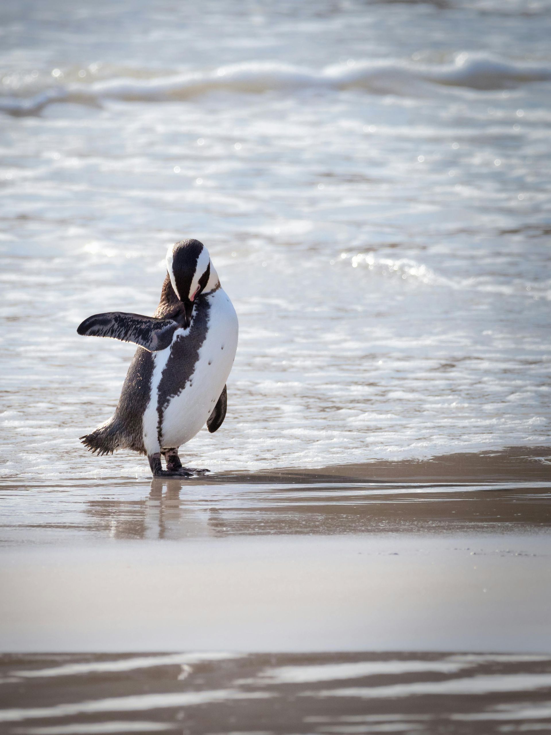 Penguin stands on sandy beach, preening its feathers, ocean waves in background. Cape Town