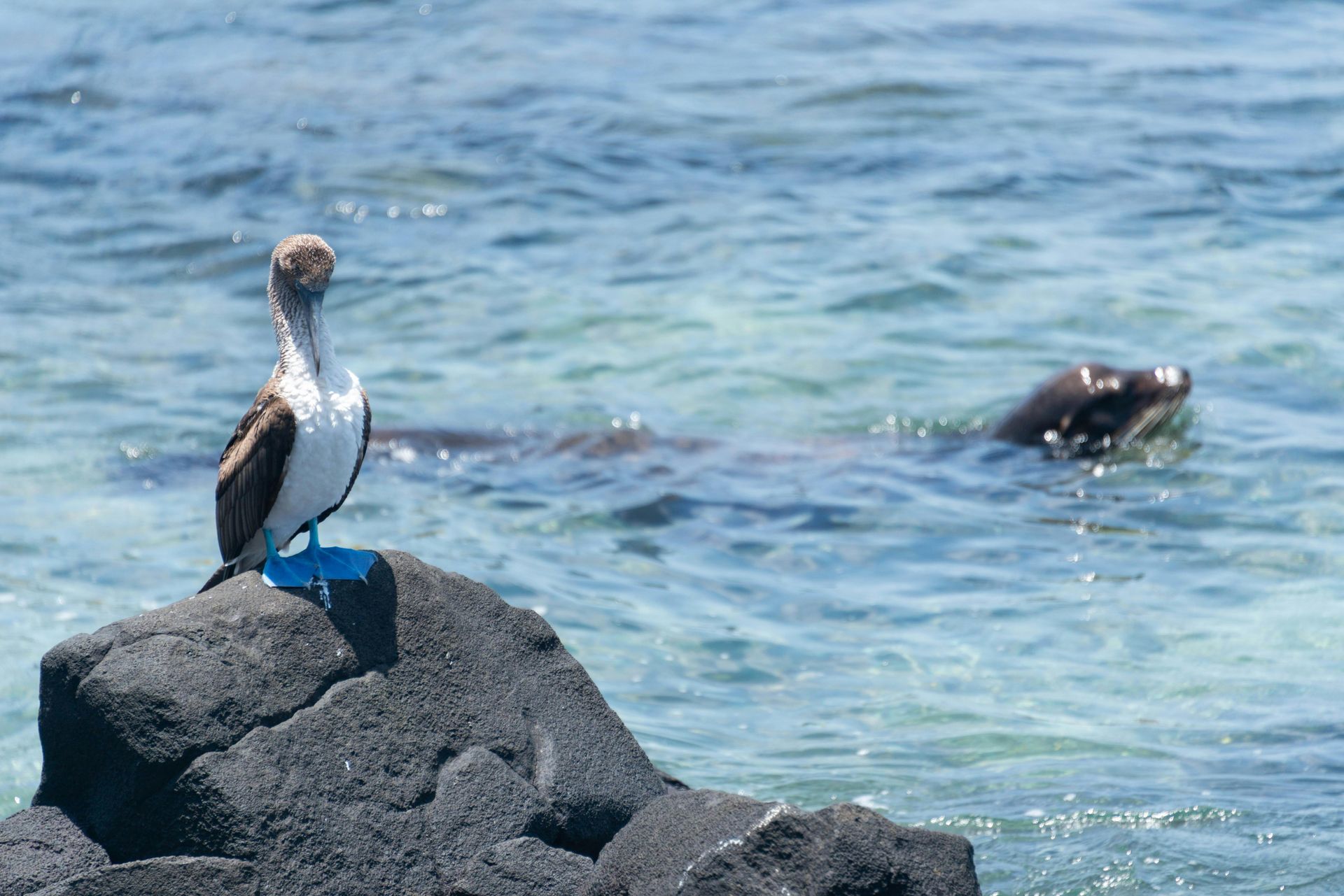 Blue-footed booby perched on a rock, with a seal swimming in the turquoise ocean nearby.Galapagos