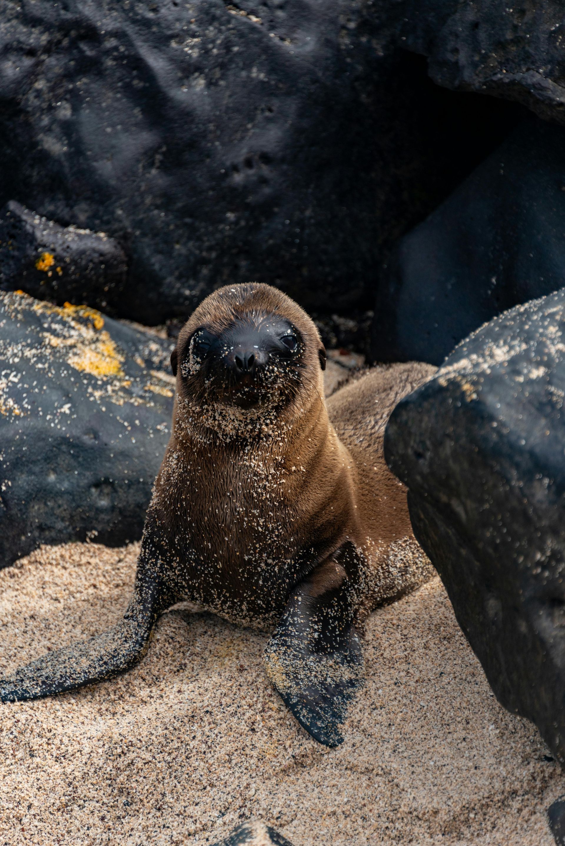 Sea lion pup covered in sand rests on the beach between dark rocks, looking forward.