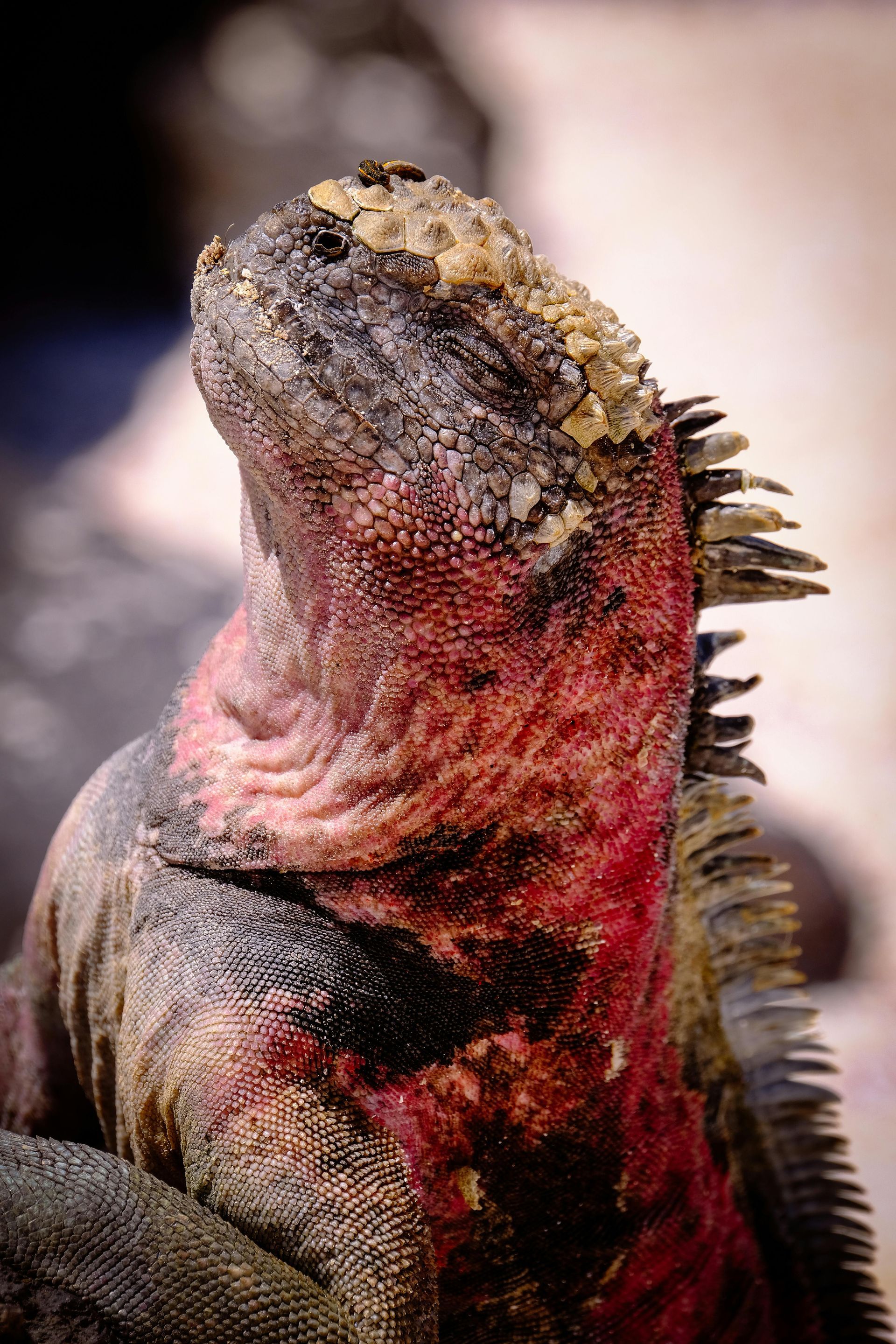 Marine iguana, red and black coloring, sunning its neck.