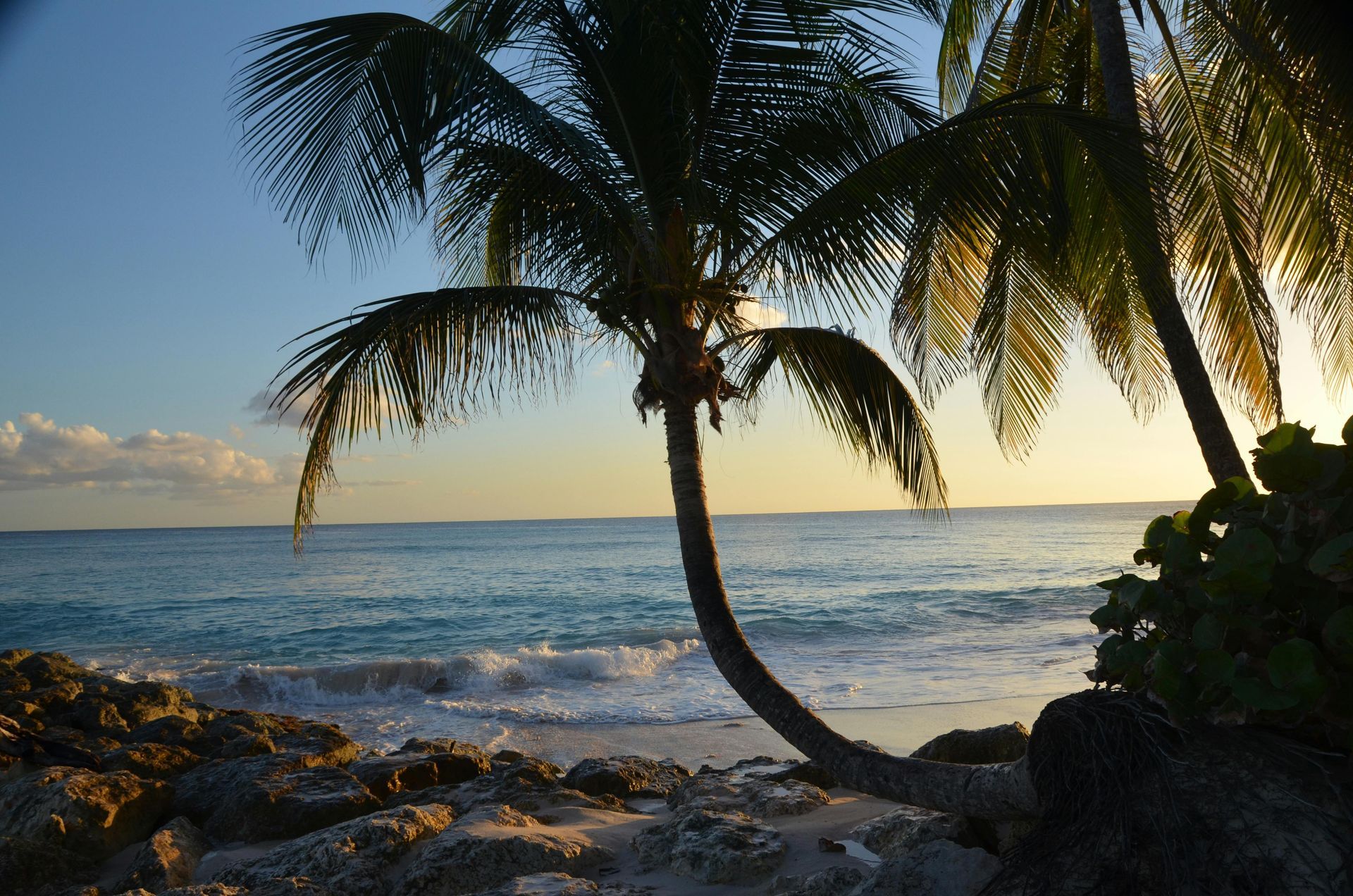 A curved palm tree stands on a rocky beach at sunset, with waves washing onto the shore against a golden horizon.