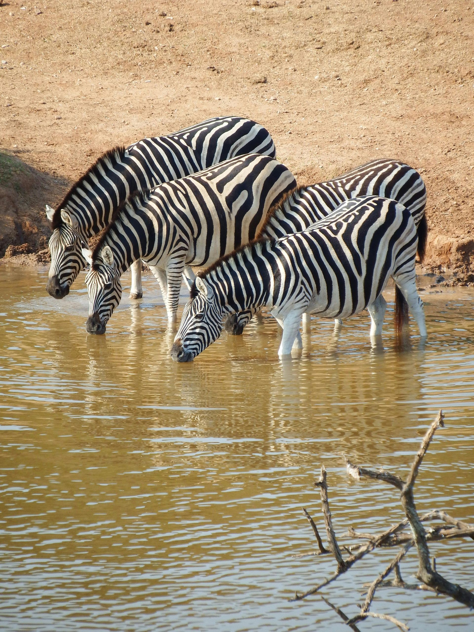 Zebras drinking water from a watering hole in a sunny setting.
