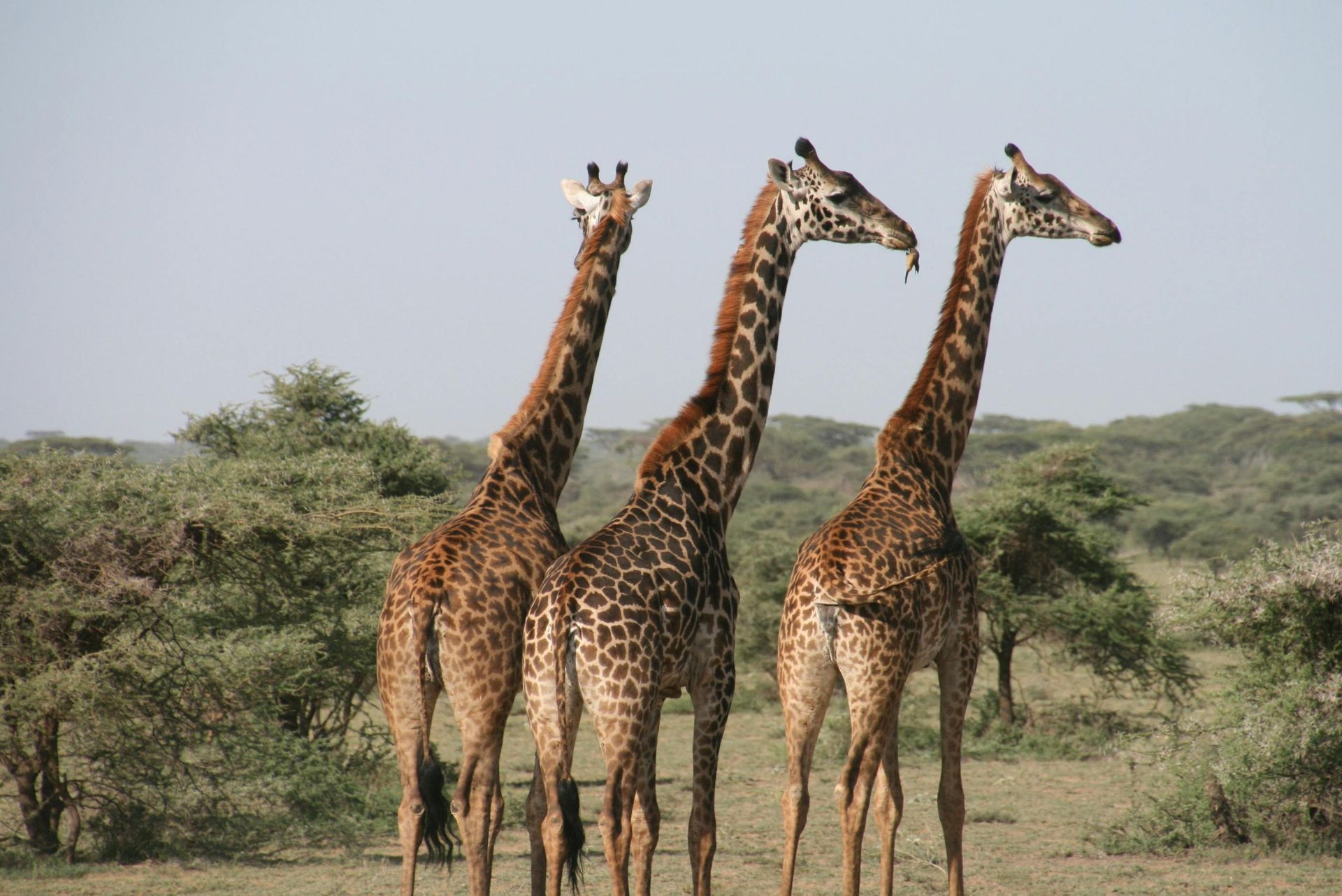 Three giraffes in a savanna setting. Tall necks, spotted brown coats, and light sky.