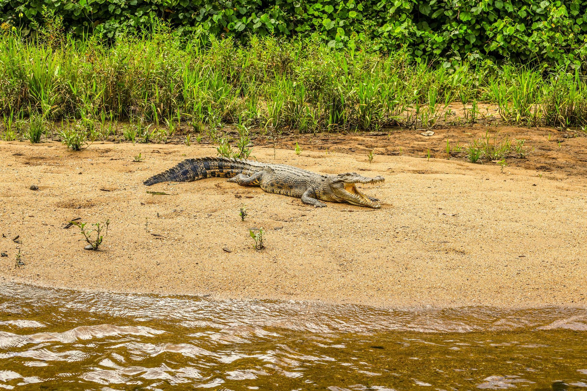 Luxury Holidays to Australia - Daintree Rainforest
