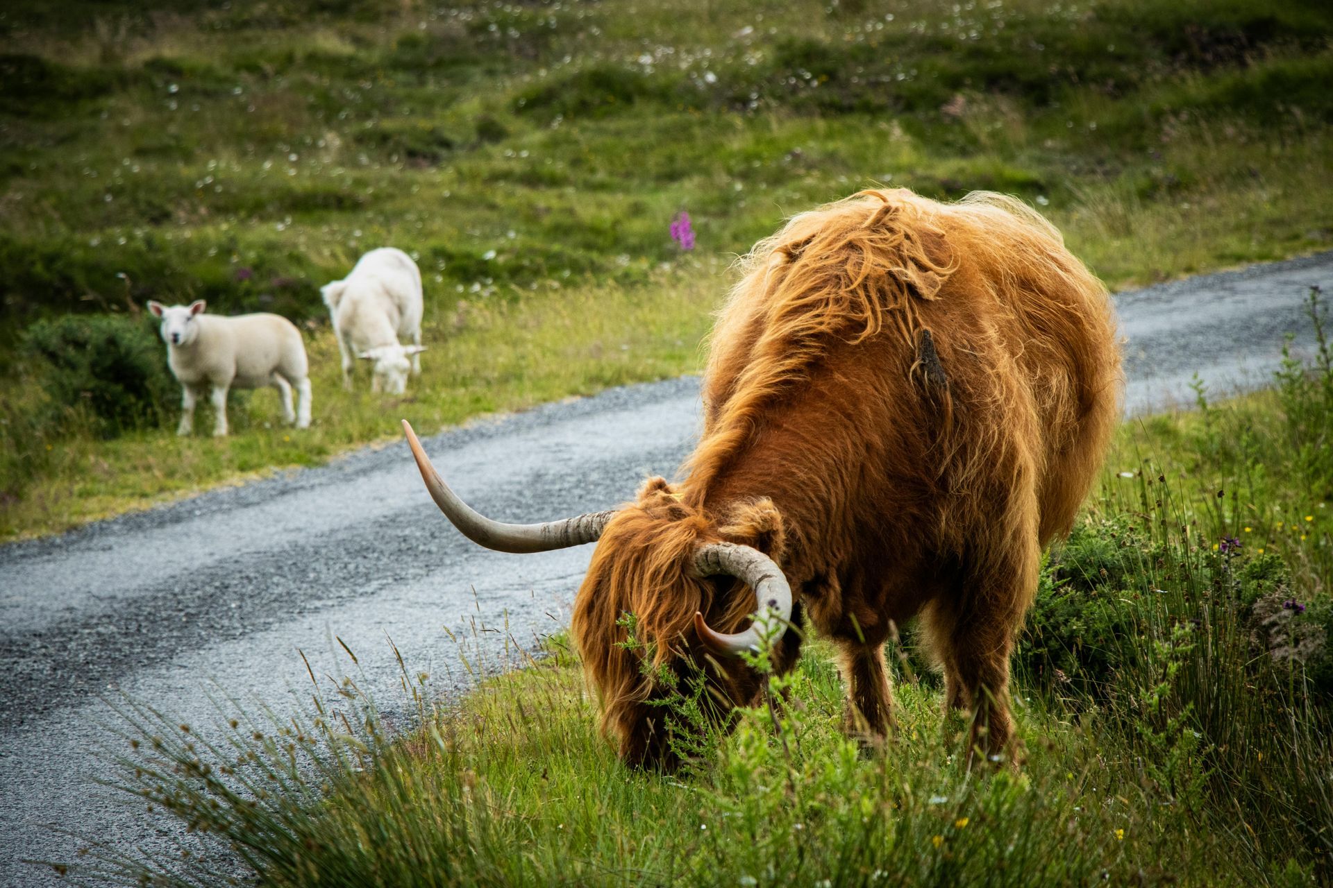 Luxury Road Trips in the Scottish Highlands