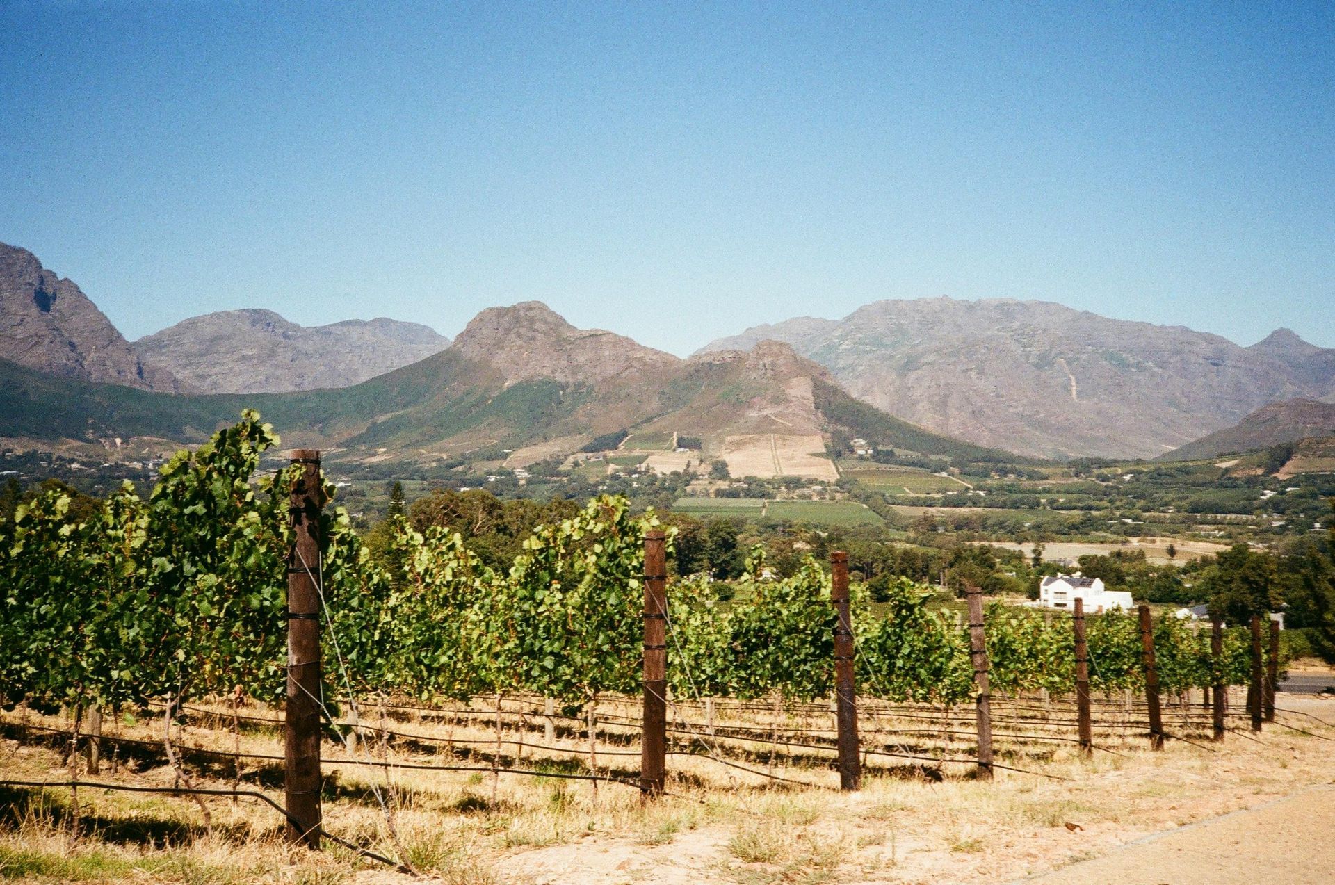 Vineyard with rows of grapevines in the foreground, set against a backdrop of rugged mountains under a clear blue sky.