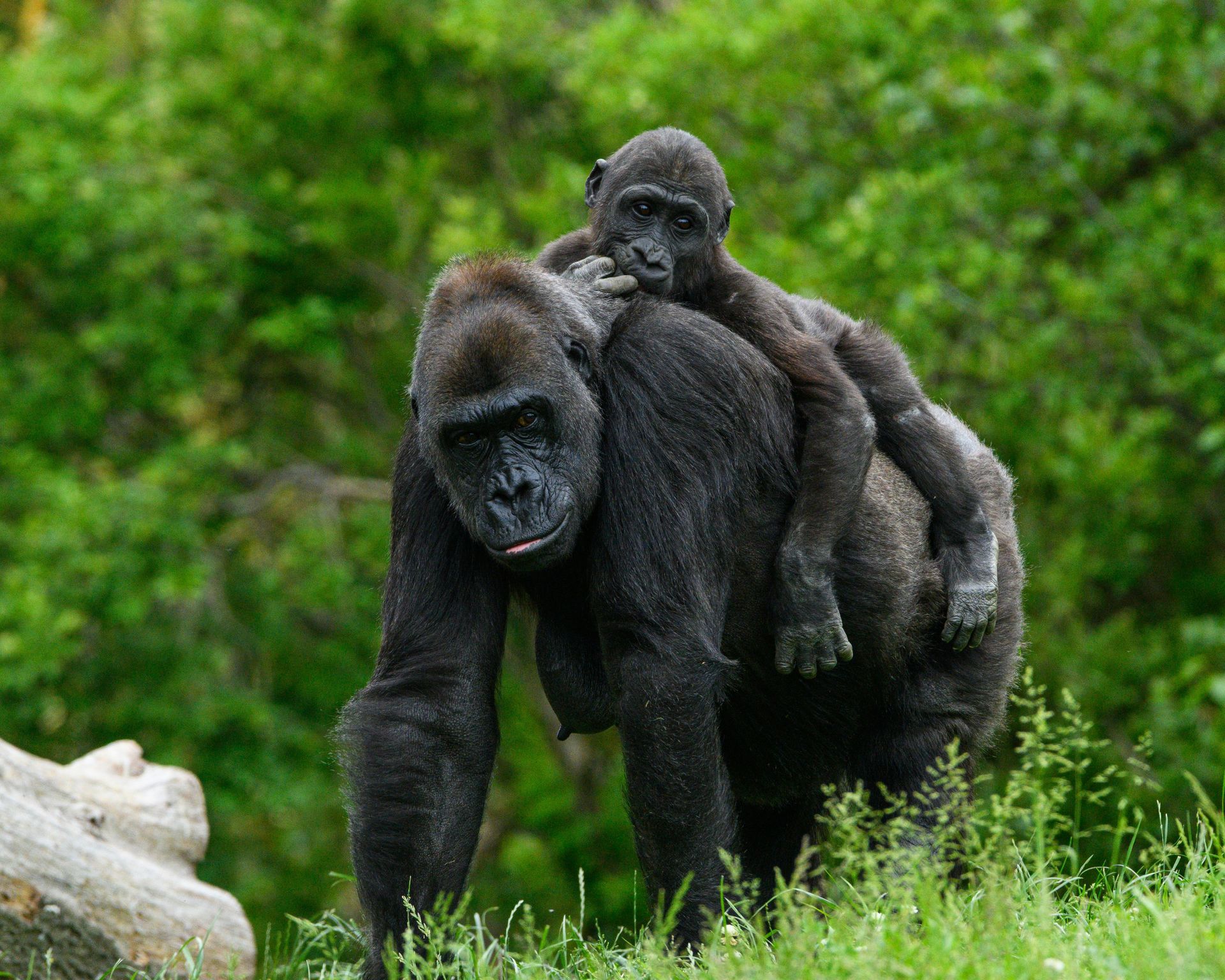 Gorilla carrying baby on its back in a green, grassy area. Rwanda – Gorilla Trekking in Style