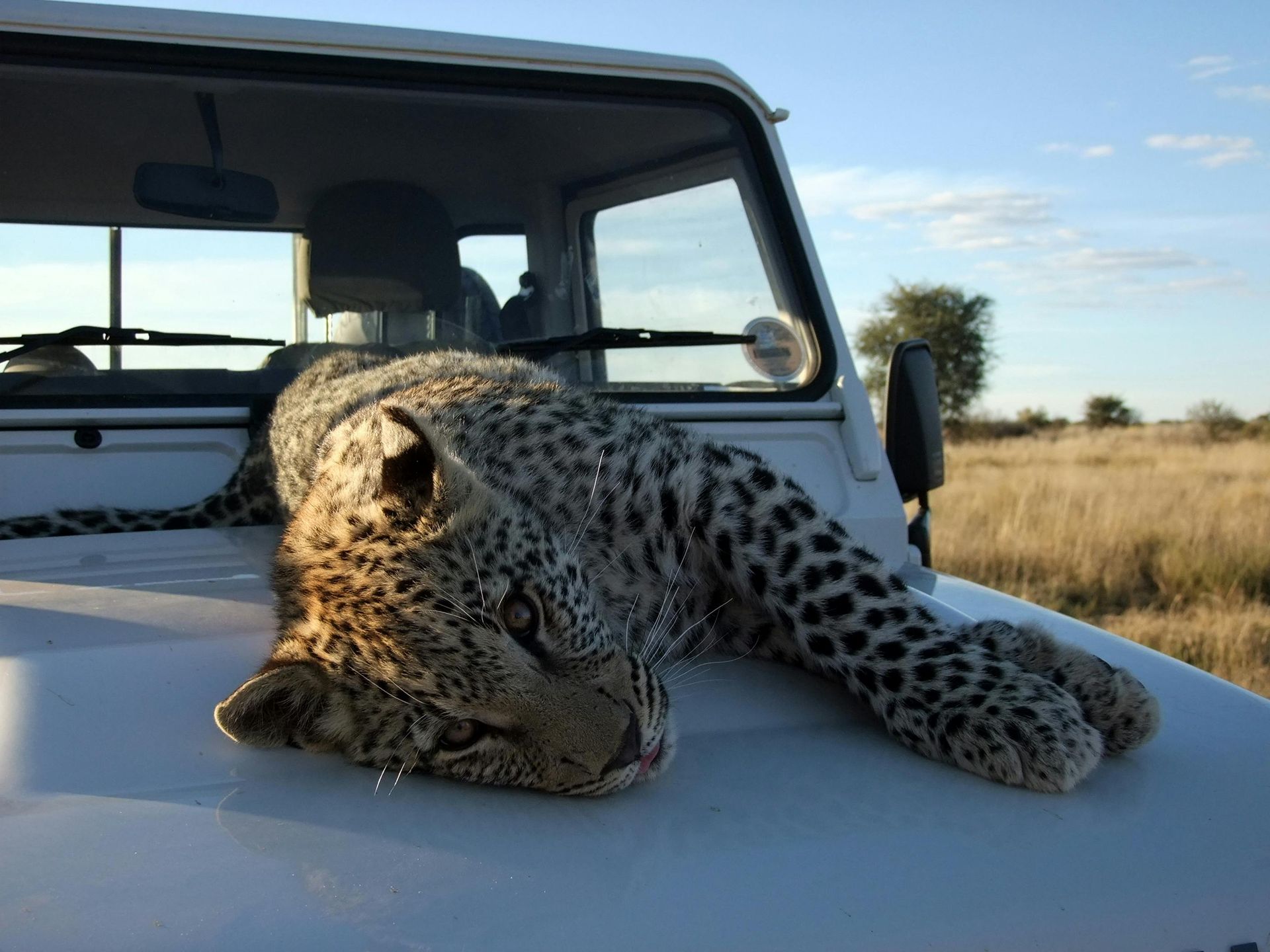 Leopard resting on the hood of a white jeep in a grassy field.