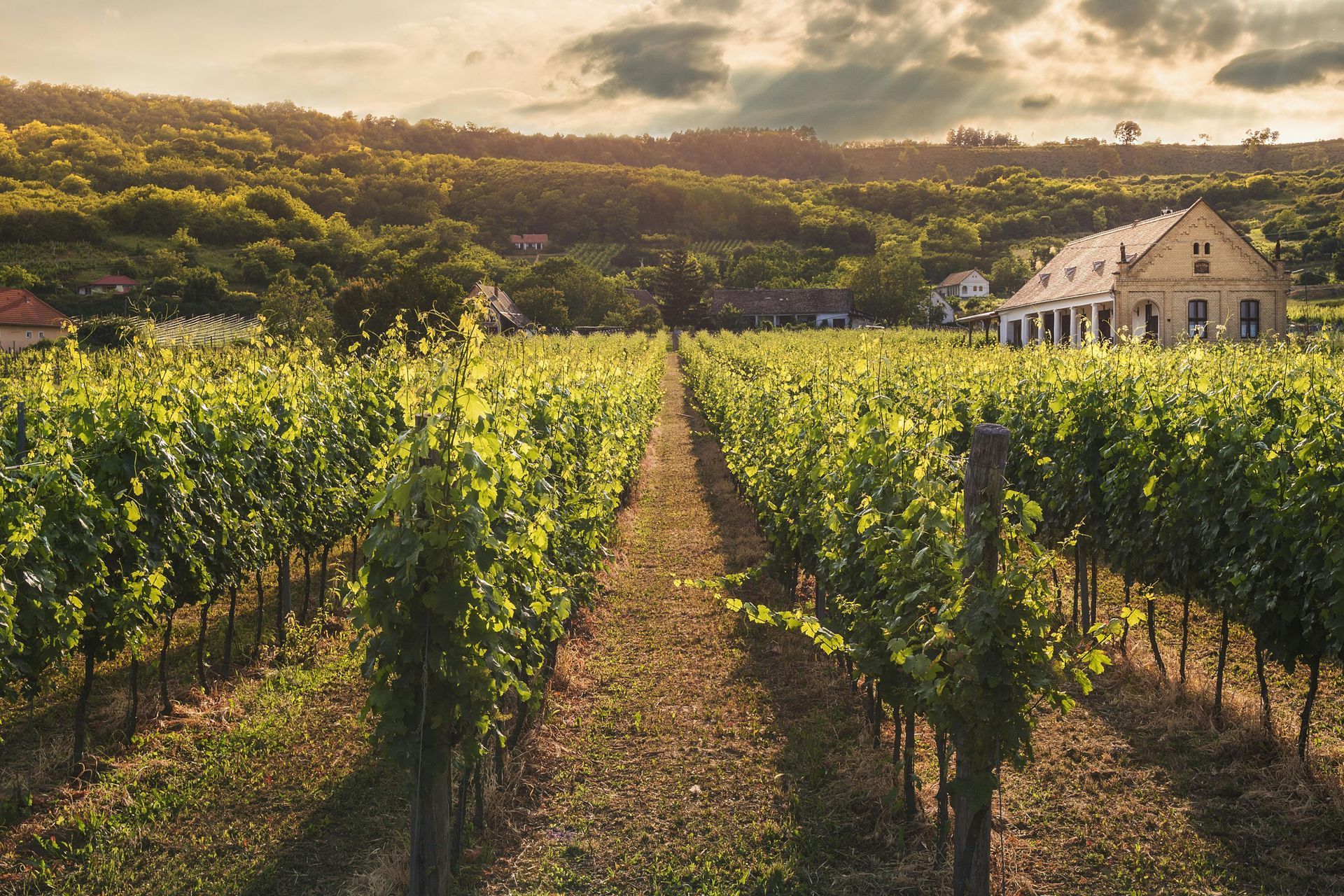 Vineyard rows leading to a building, bathed in golden sunlight, hillside background. Australia’s Wine Regions