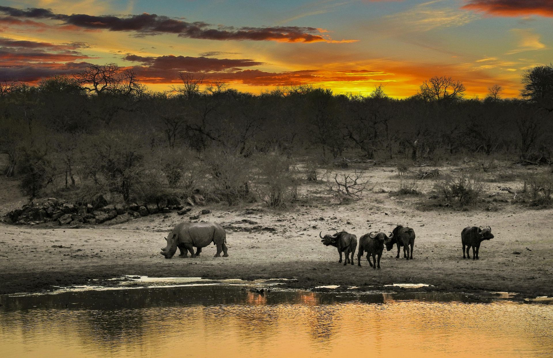 Rhino grazes near water, African buffalo stand nearby, sunset over the savannah.