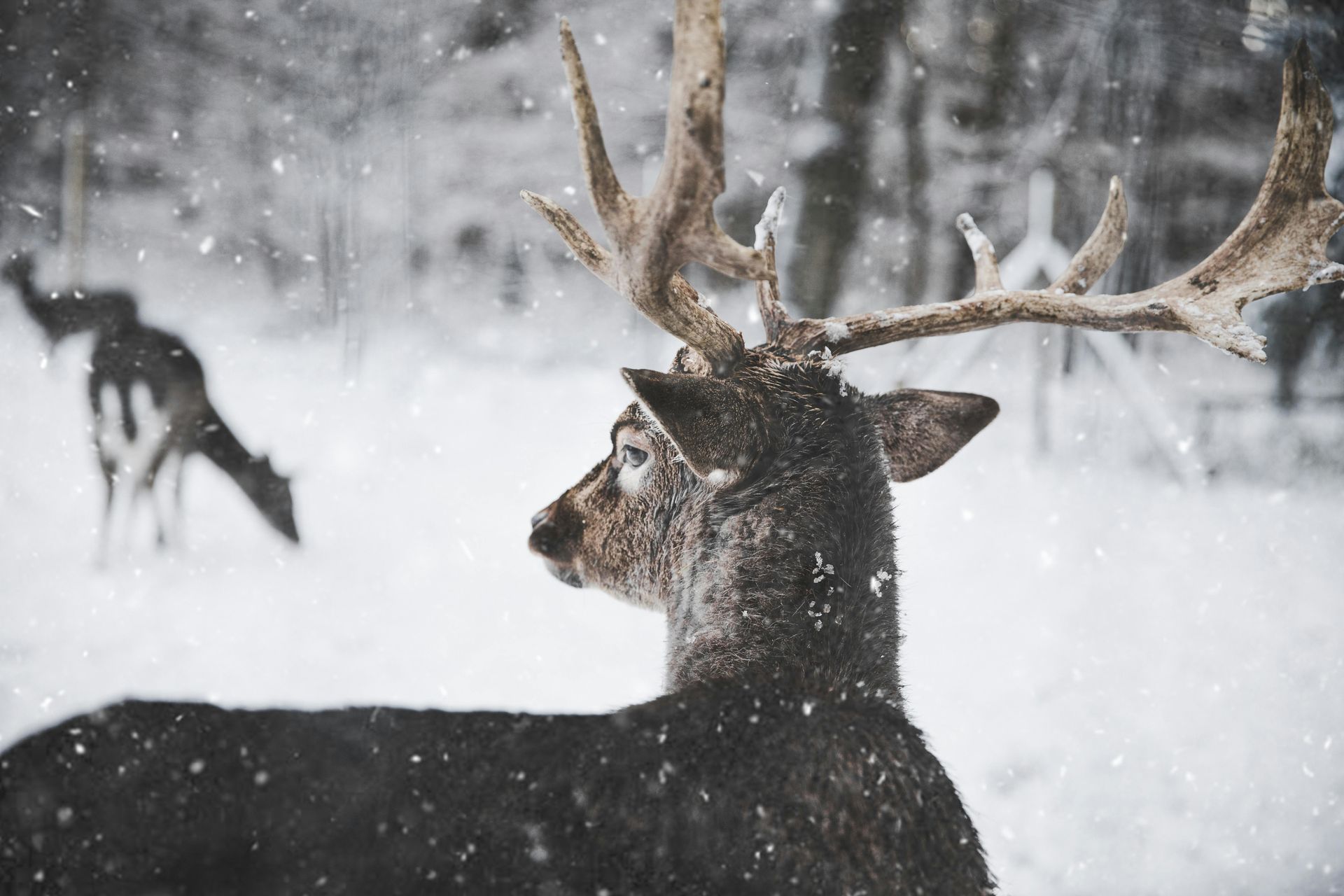 Deer with large antlers in a snowy forest, looking to the side. Another deer in the background.
