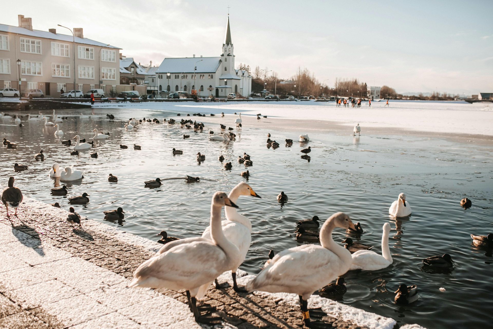 Swans and ducks on a snowy lake shore in front of a church and buildings.