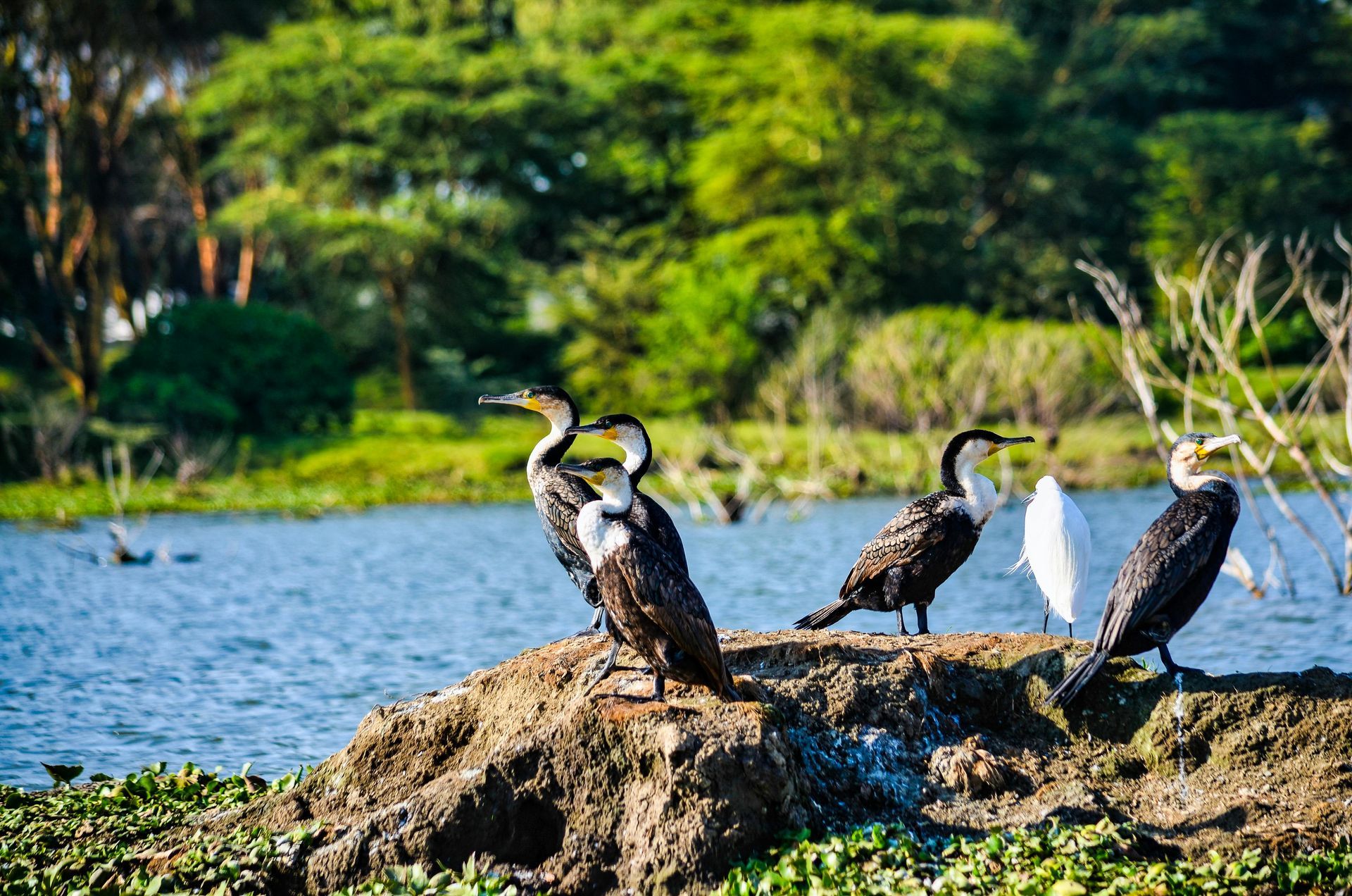 Five cormorants on a rocky outcrop by a lake, with a white bird and greenery in the background. The Masai Mara