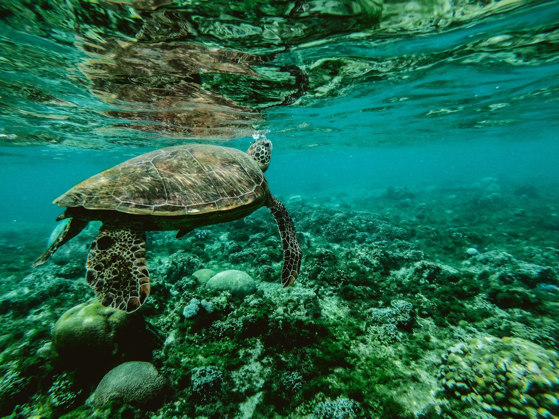 Sea turtle swimming in clear, turquoise water above a coral reef.