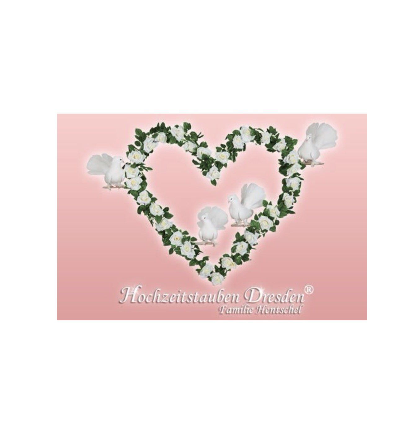 Hochzeitstauben Dresden -  unser Logo