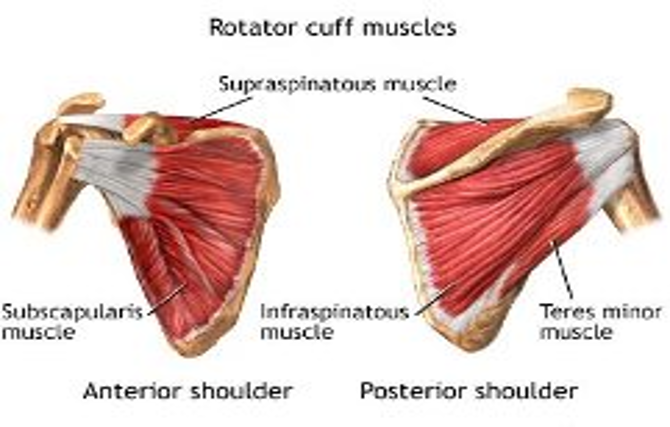 Anatomical depiction of the rotator cuff muscles, bone and ligaments