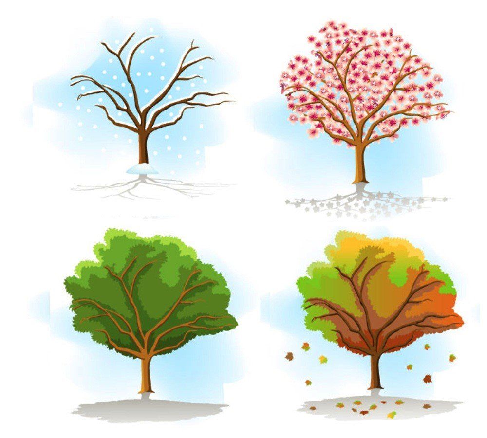 Depiction of seasonal cycles of trees