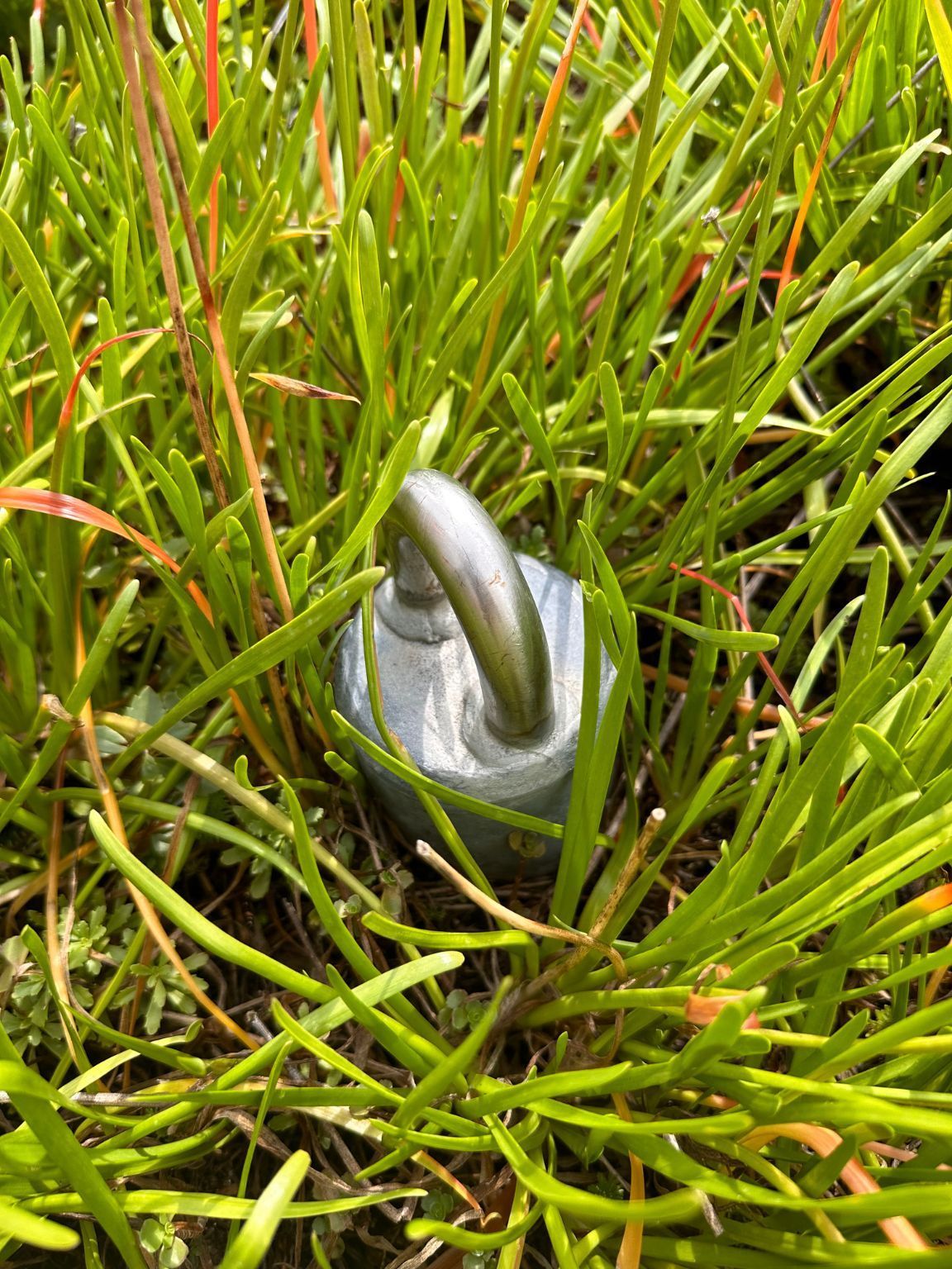A metal hook is sitting in the grass.
