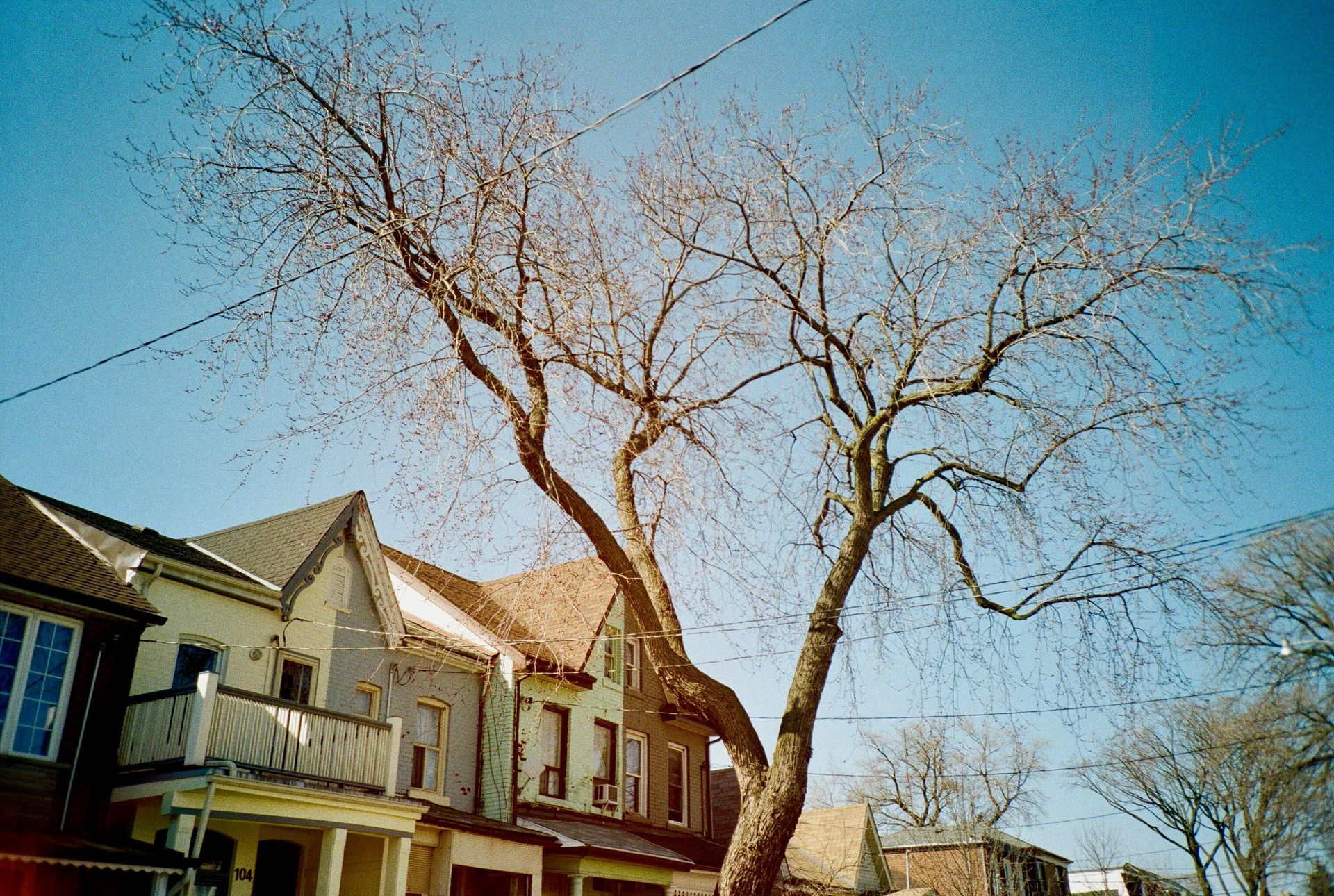 Bare tree with brown trunk and branches against a blue sky, in front of a row of buildings in Ontario, CA.