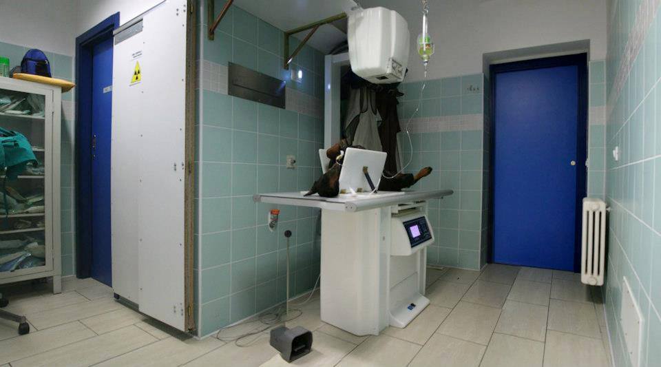veterinario