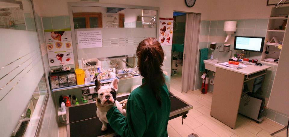 servizi veterinari