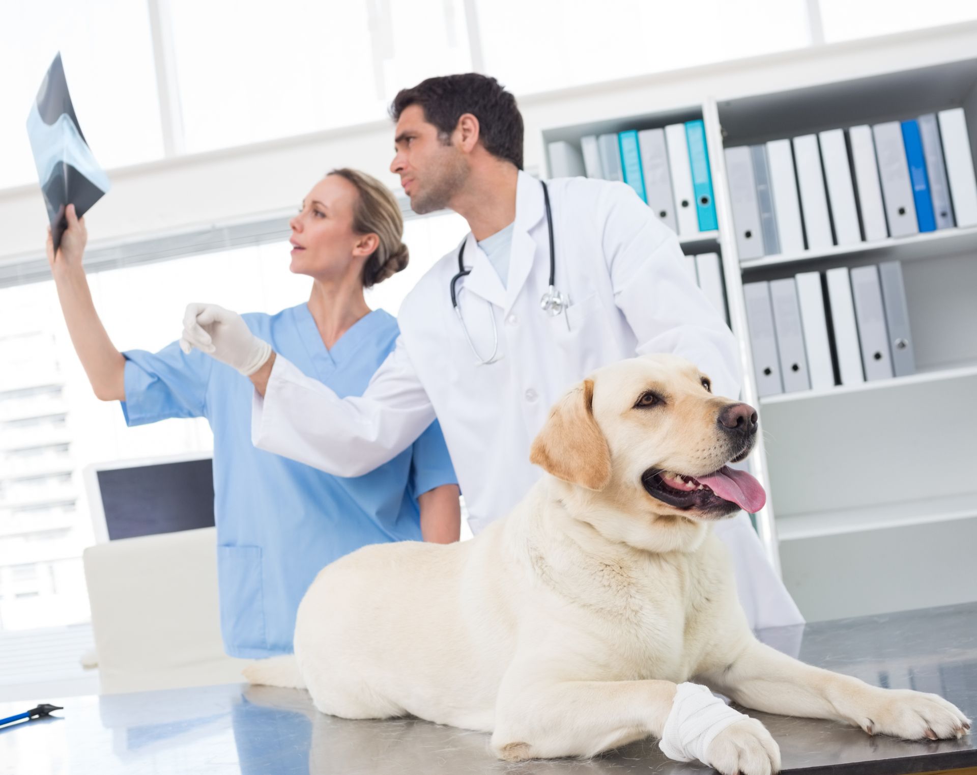 pronto soccorso veterinario