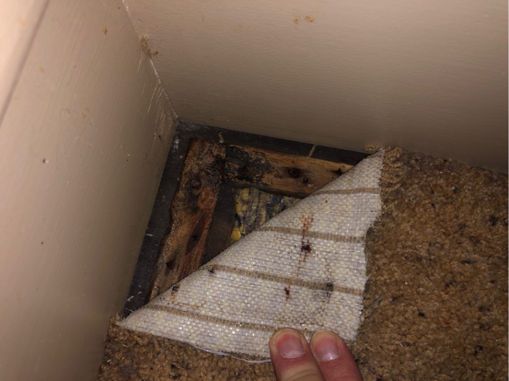 The corner of carpet peeled back revealing water damage.