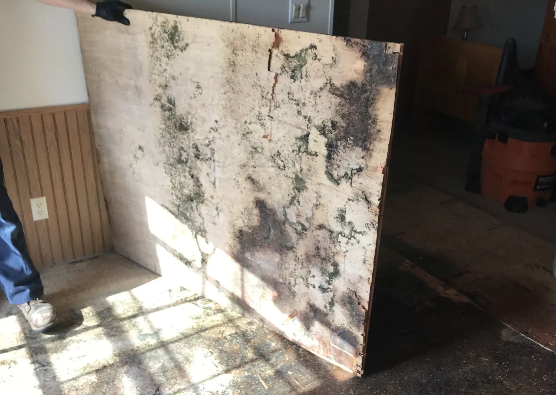 A person standing by a large piece of wood in a room that has been damaged by mold.