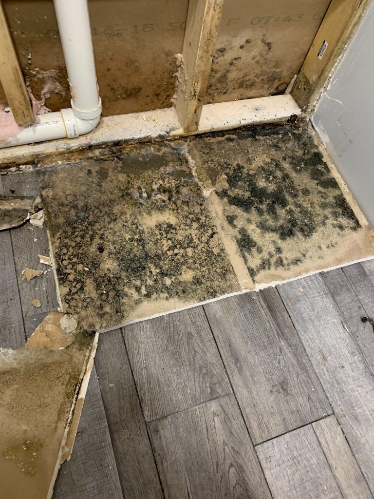 There is a lot of mold on the floor of a bathroom.