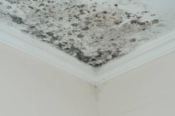 A close up of a ceiling with black mold growing on it.