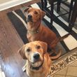 Lisa Gordon Two Dogs — Fort Mill, SC — Wags and Whiskers Stay and Play
