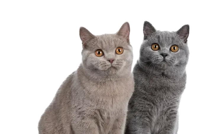 Two British Shorthair cats, one gray and one lilac, looking forward.