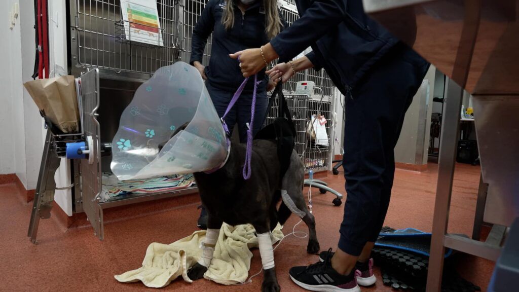 A goat wearing a cone and bandages, being held by two people in a veterinary clinic.