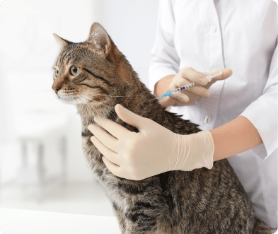 Cat receiving a vaccine from a gloved veterinarian in a clinic.