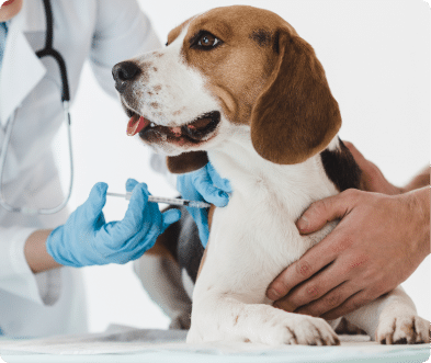 Beagle dog receiving a vaccine injection from a gloved veterinarian in a clinic setting.