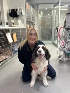 A woman kneels beside a Springer Spaniel dog in a veterinary clinic, both smiling.