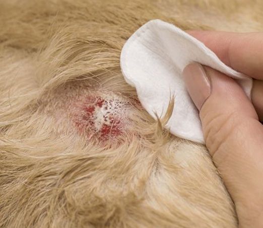 Person cleaning a skin irritation on an animal's fur with a white cloth.